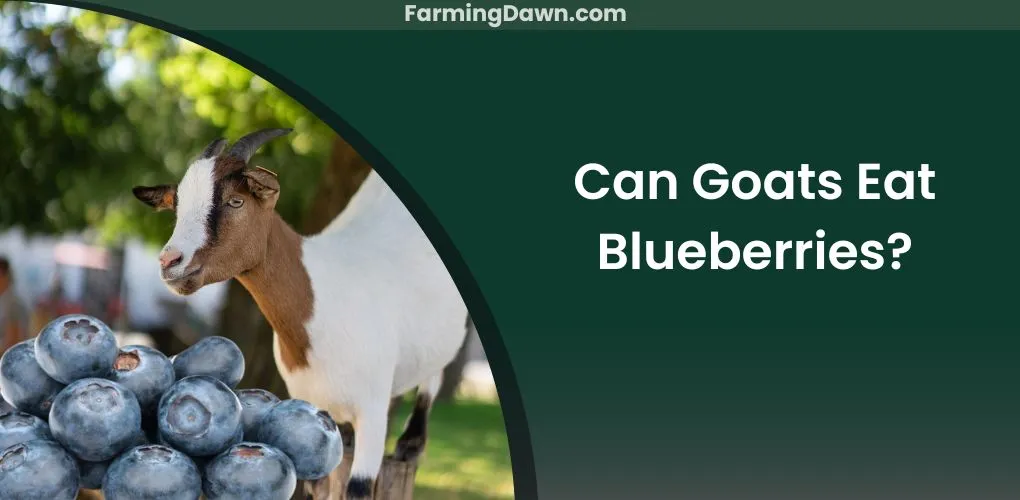 can goats eat blueberries