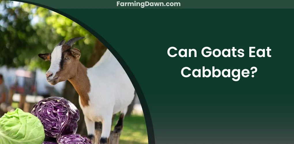 can goats eat cabbage