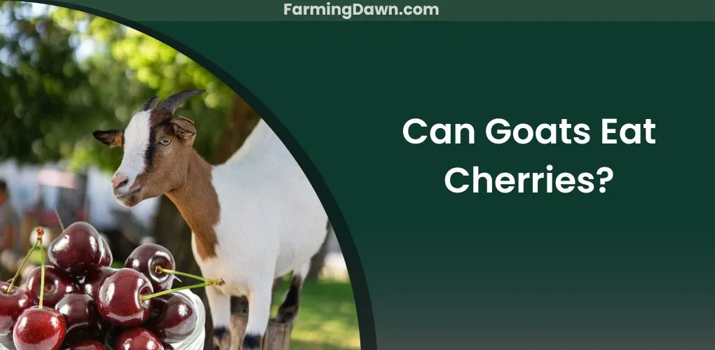 can goats eat cherries