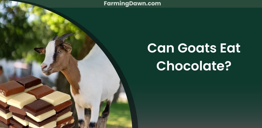 can goats eat chocolate