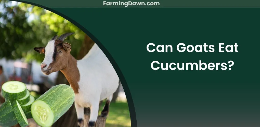 can goats eat cucumbers