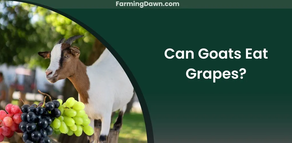 can goats eat grapes