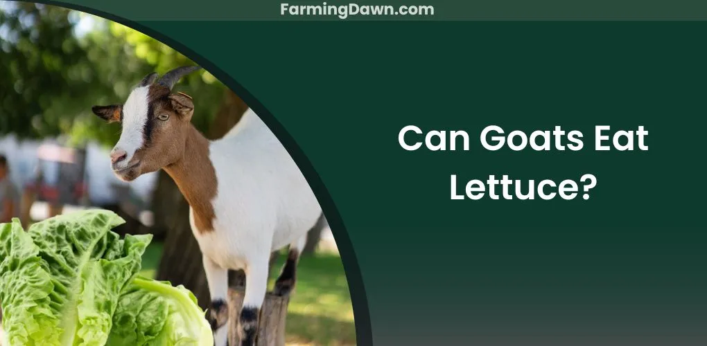 can goats eat lettuce