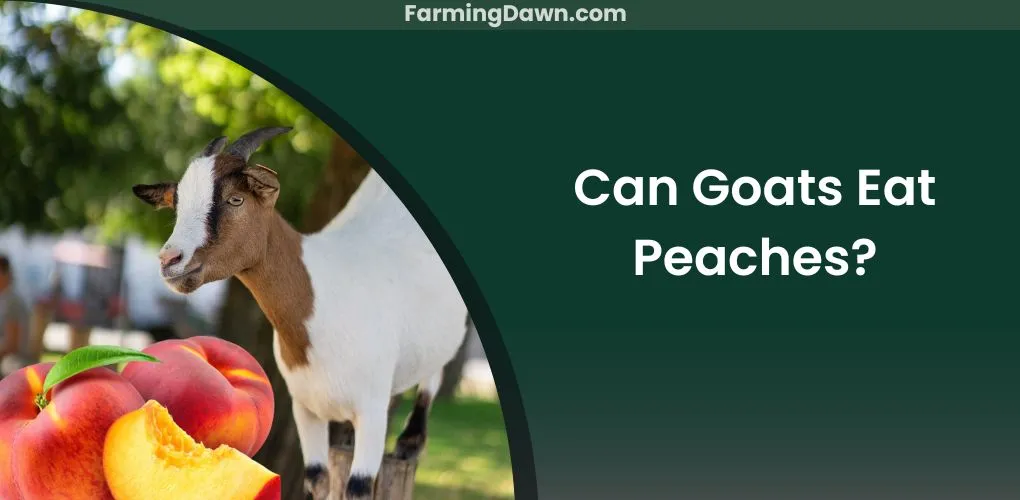 can goats eat peaches