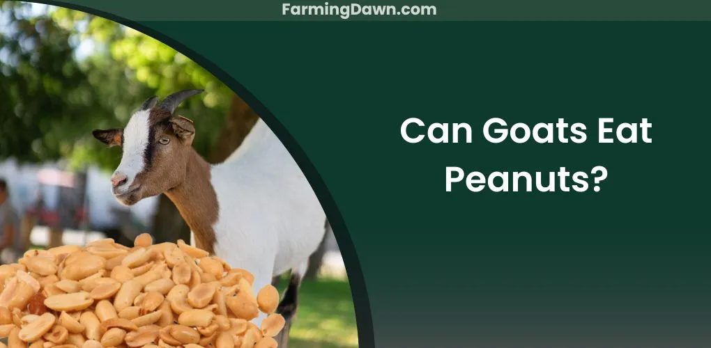 can goats eat peanuts
