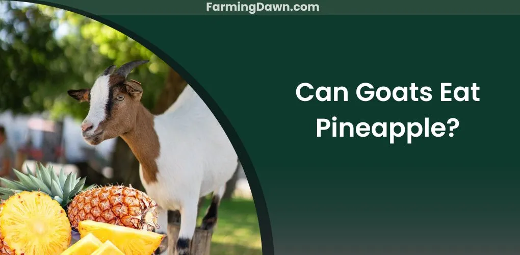 can goats eat pineapple