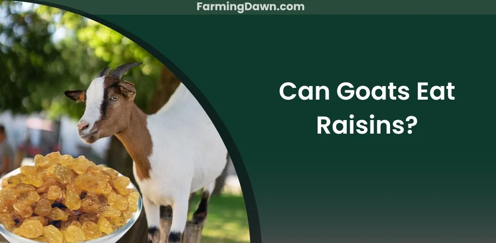 can goats eat raisins