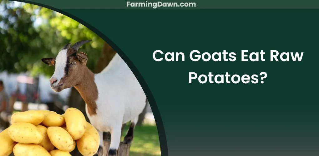 can goats eat raw potatoes