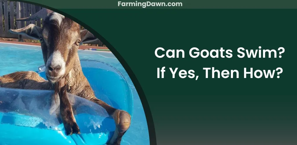 can goats swim