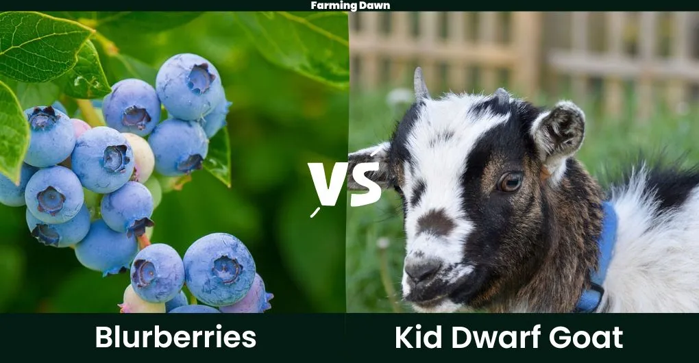can nigerian dwarf goats eat blueberries