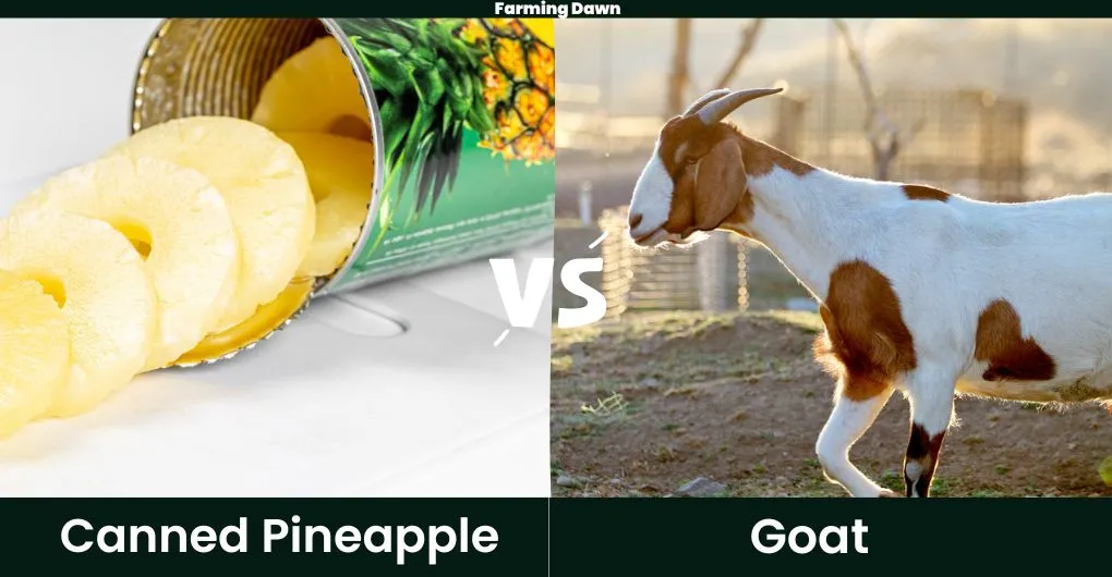 canned pineapple vs goat
