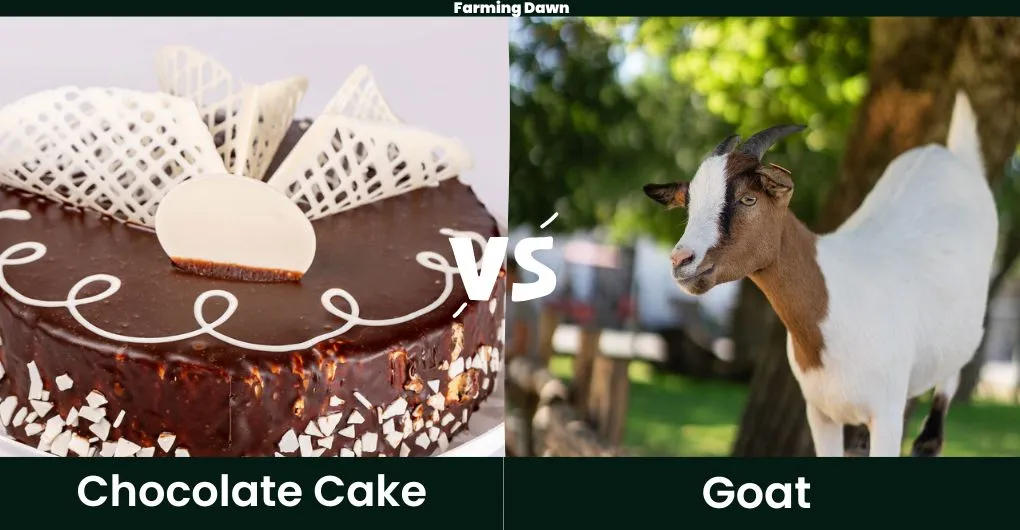 chocolate cake vs goat