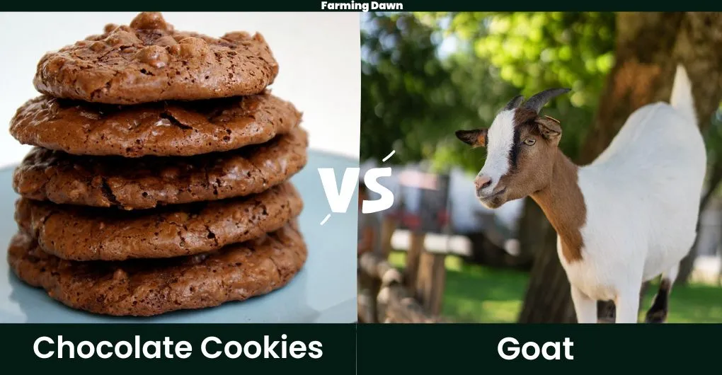 chocolate cookies vs goat