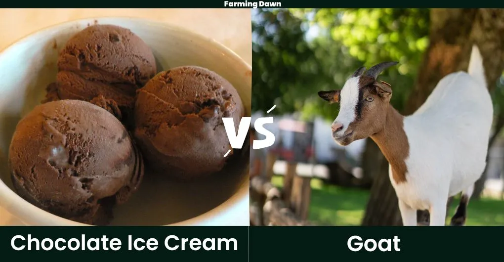 chocolate ice cream vs goat