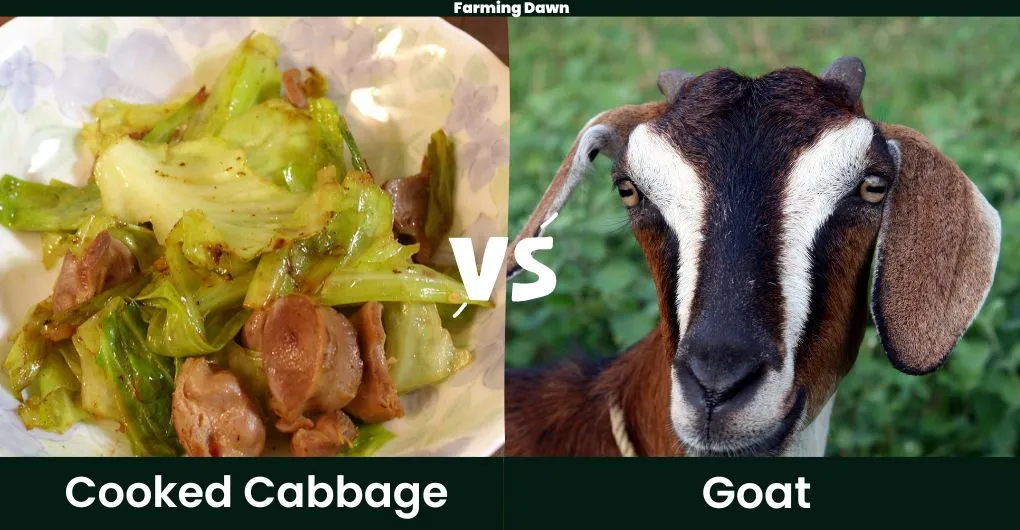 cooked cabbage and goat