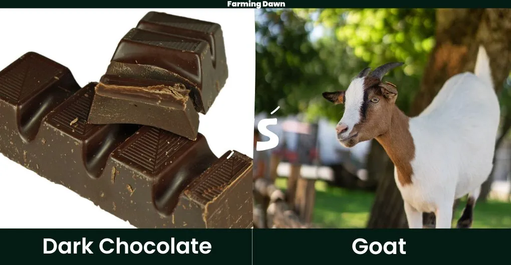 dark chocolate vs goat