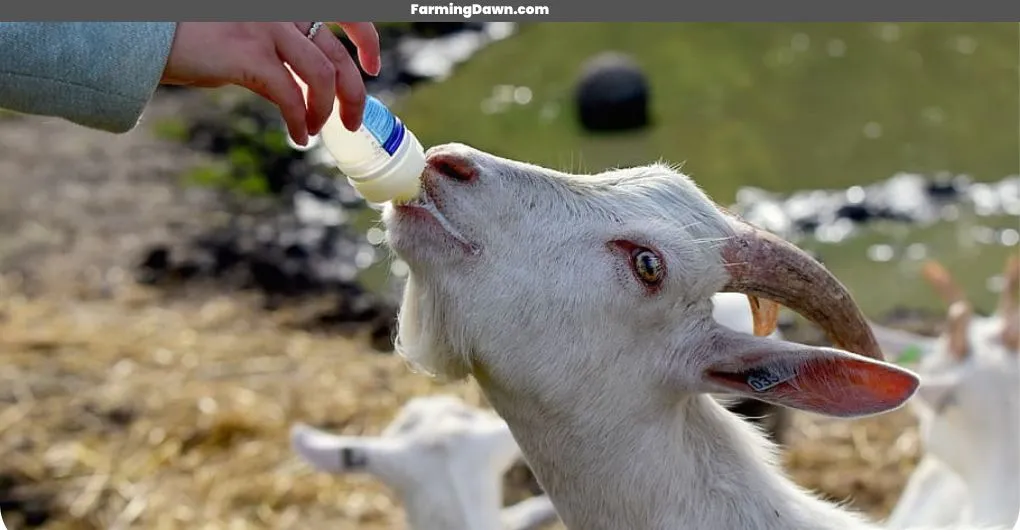 goat feeding