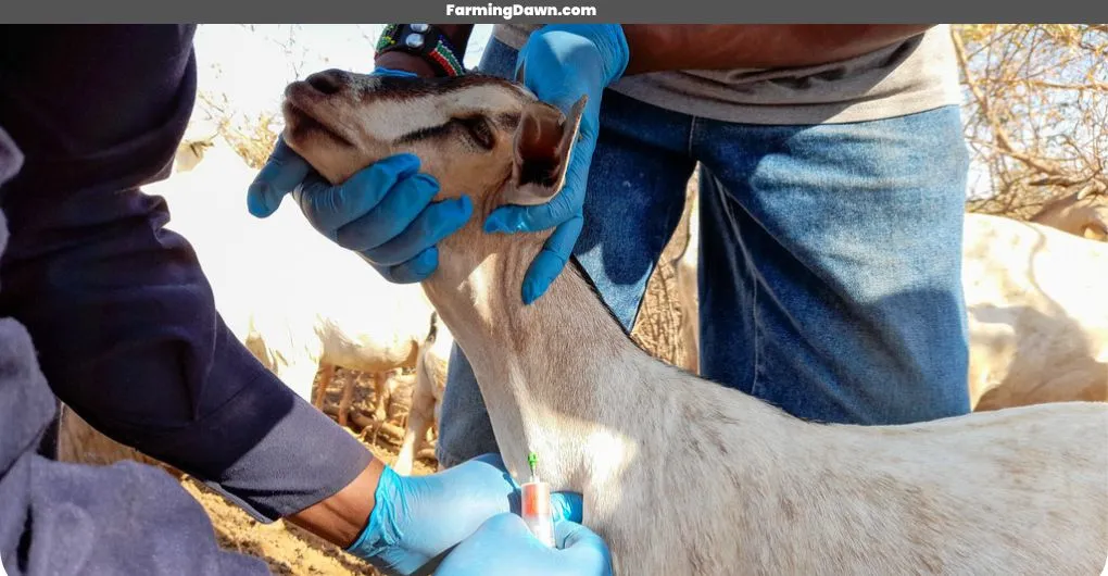 goat health caring