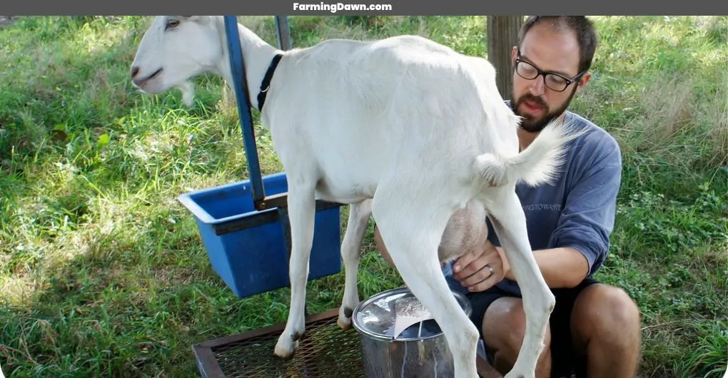 goat milking for profit