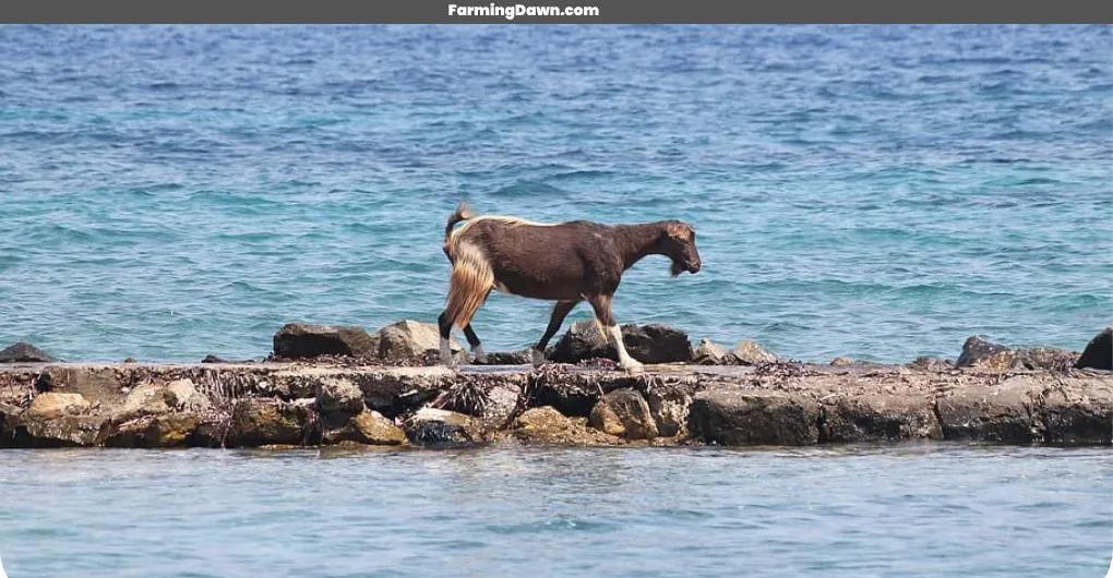 goat swimming