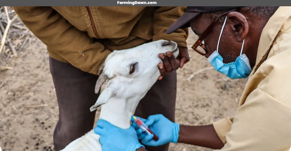 goat veterinary