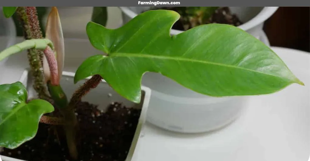how to care for philodendron squamiferum