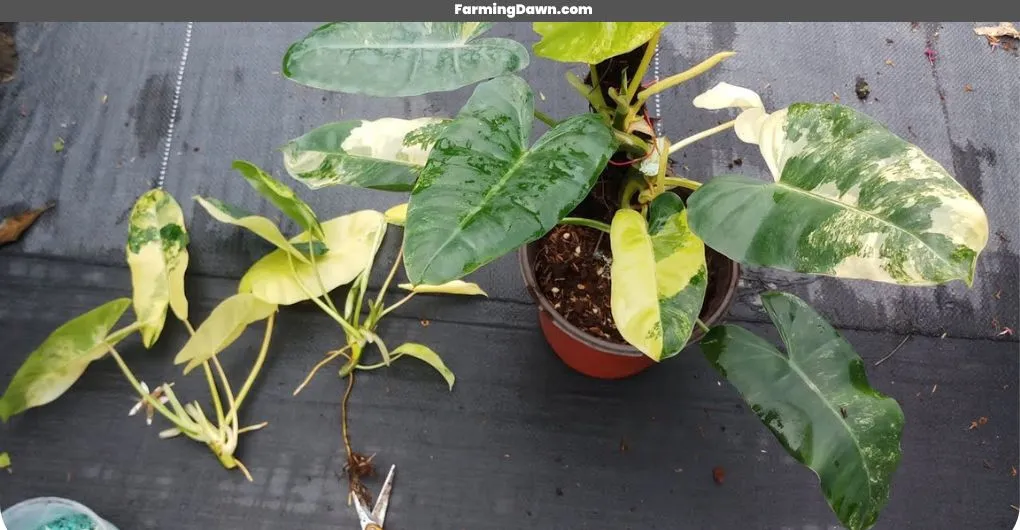 how to propagate philodendron burle marx
