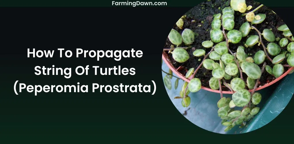 how to propagate string of turtles