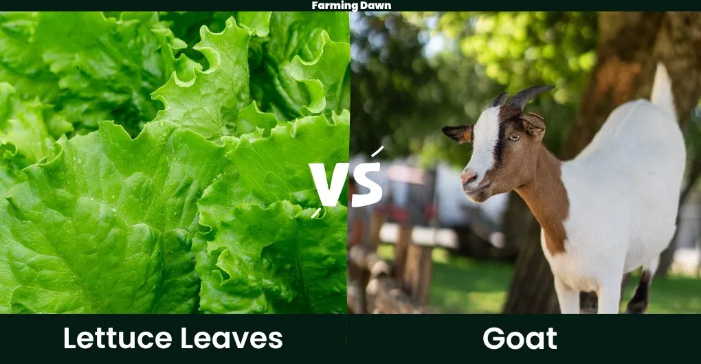 lettuce leaves vs goats
