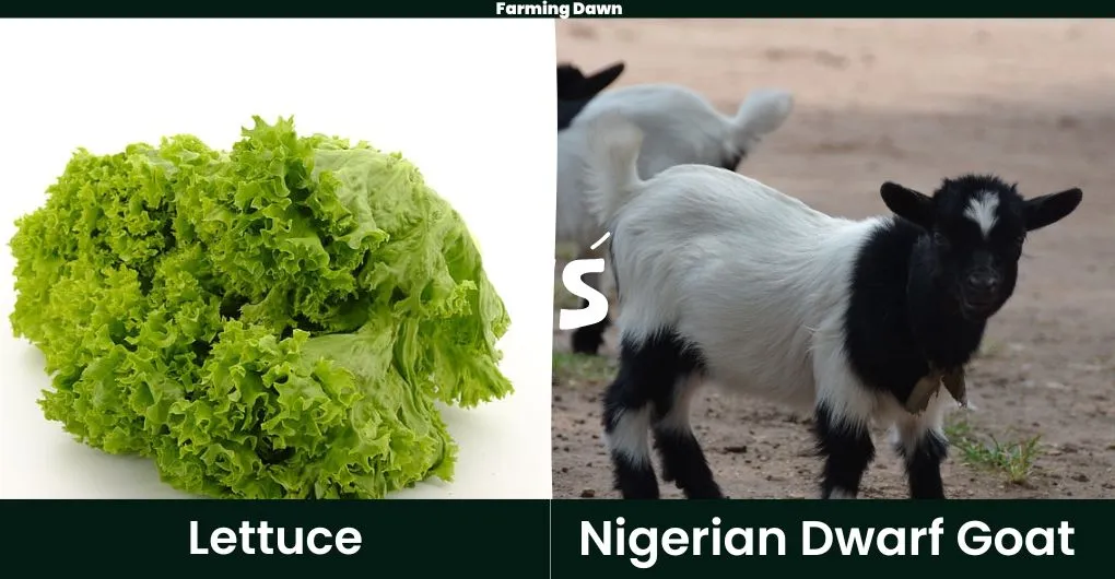 lettuce vs dwarf goat