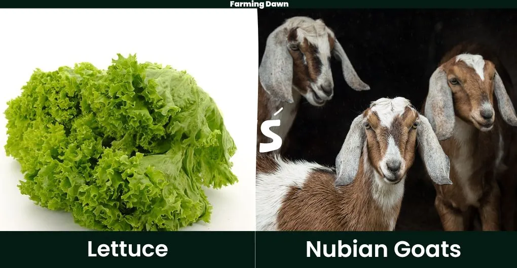 lettuce vs nubian goat
