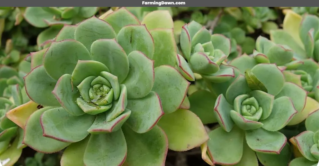 lush green leaves of succulents