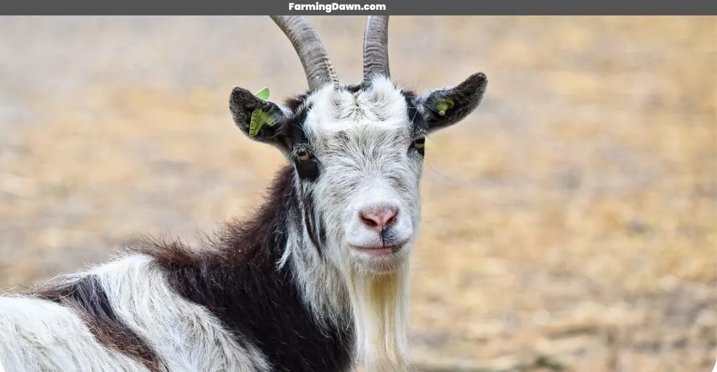 nanny goat