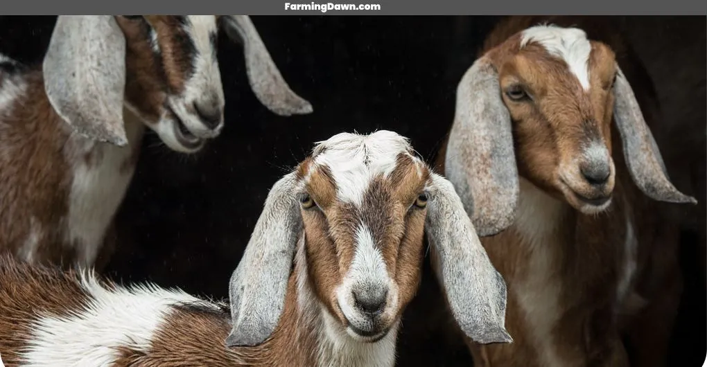 nubian goats