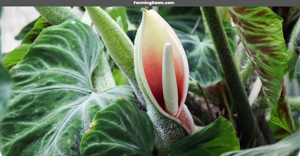 philodendron verrucosum flower