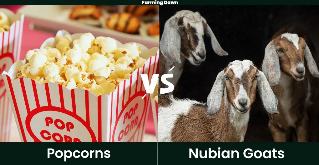 popcorn vs nubian goats