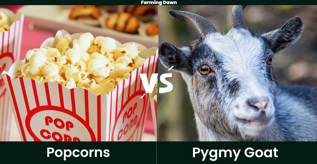 popcorn vs pygmy goat