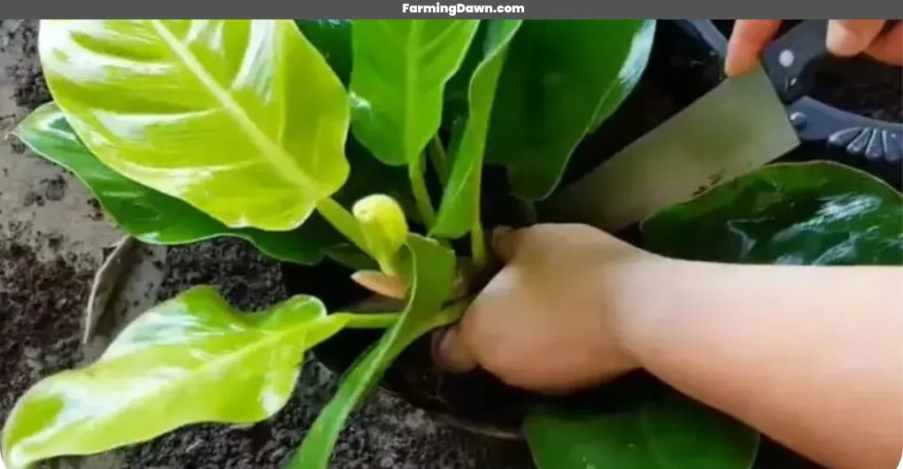 propagating Philodendron Moonlight