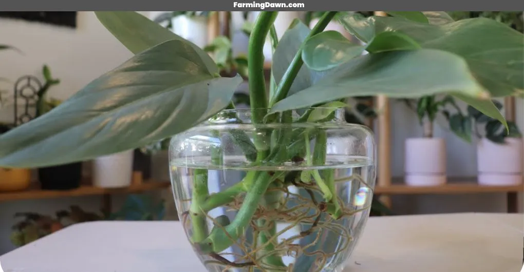 propagating silver sword philodendron