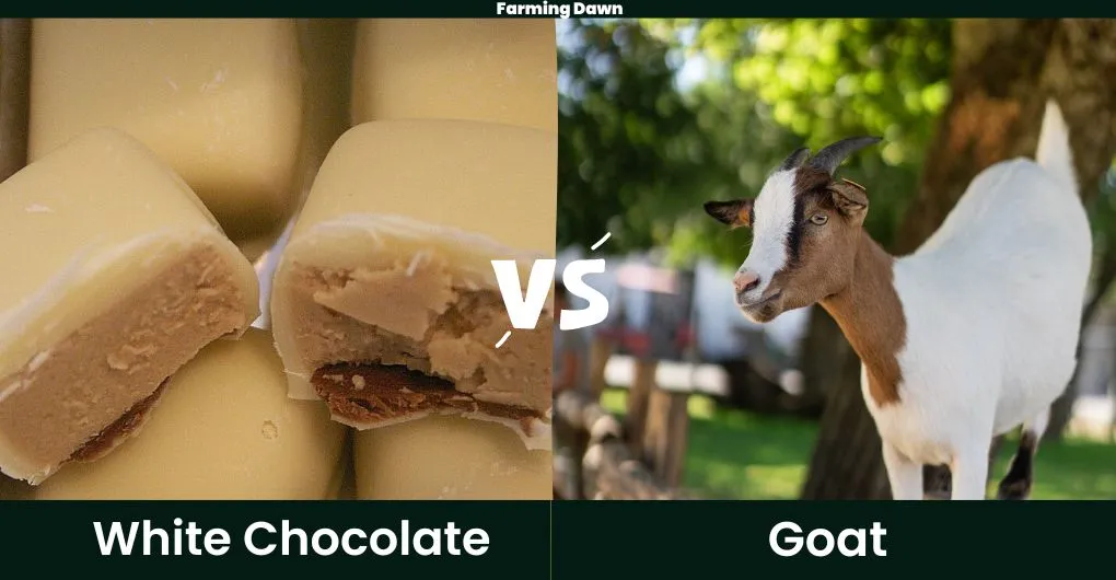 white chocolate vs goat