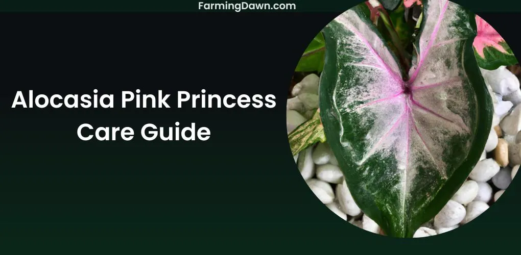 Alocasia Pink Princess