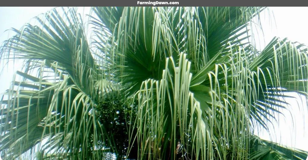 Chinese Fountain Palm