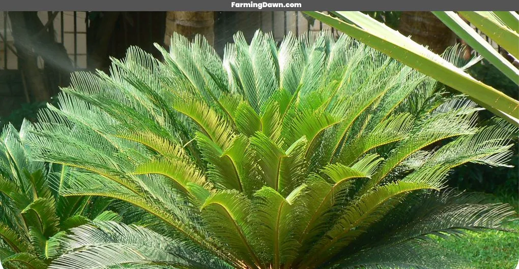 Cycas Revoluta plant