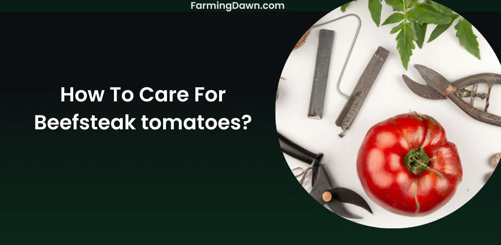How To Care For Beefsteak Tomatoes