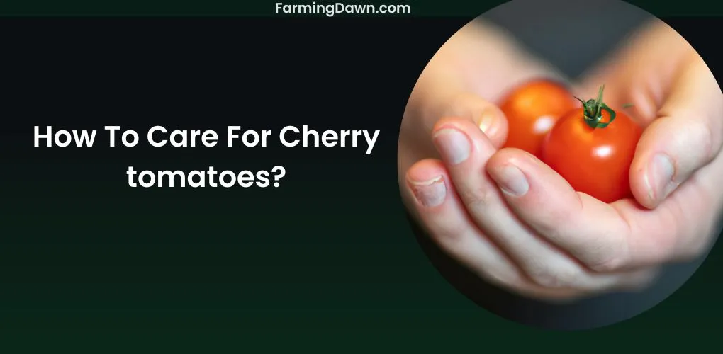 How To Care For Cherry Tomatoes