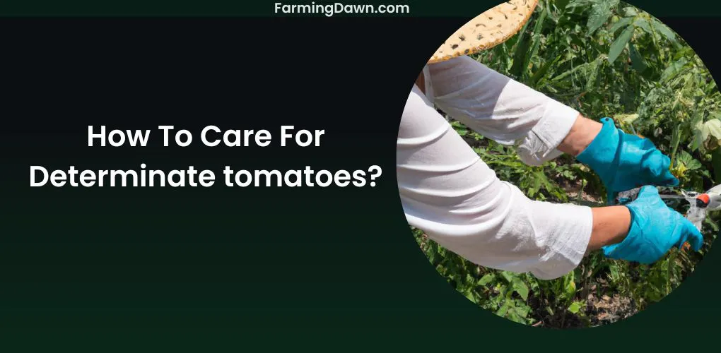 How To Care For Determinate Tomatoes