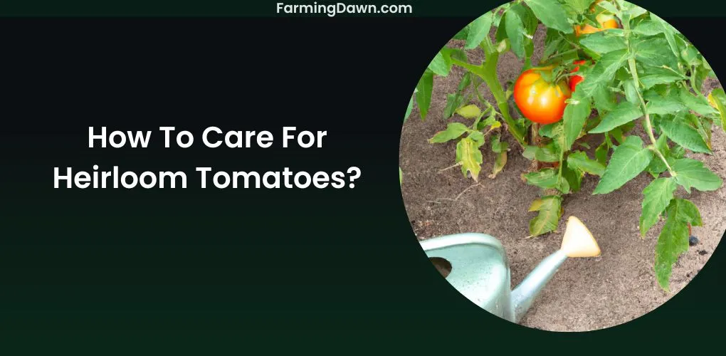 How To Care For Heirloom Tomatoes