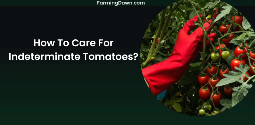 How To Care For Indeterminate Tomatoes