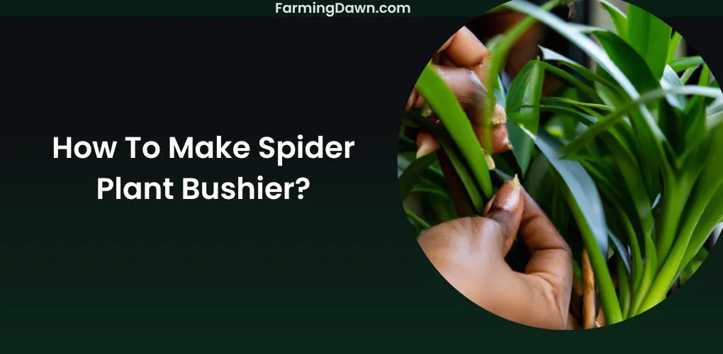 How To Make Spider Plant Bushier