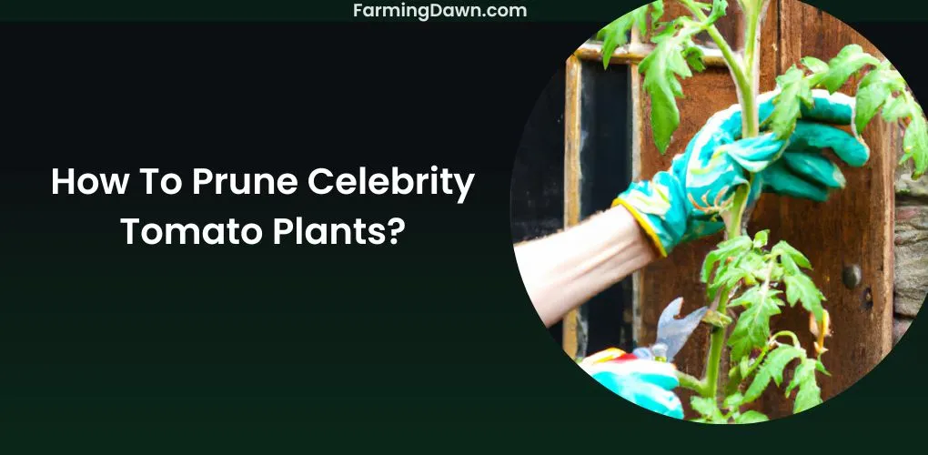 How To Prune Celebrity Tomato Plants